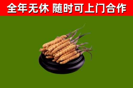 青羊烟酒回收冬虫夏草.jpg